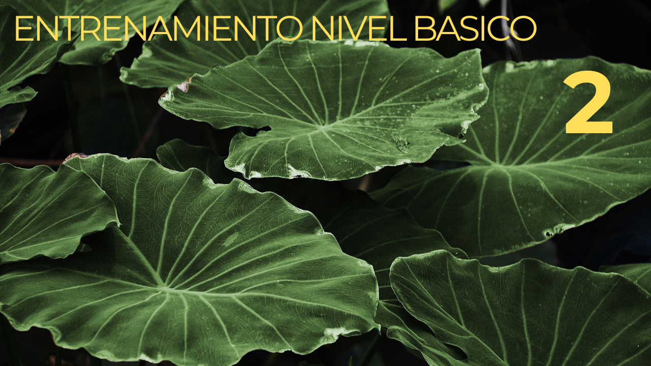 ENTRENAMIENTO NIVEL 2