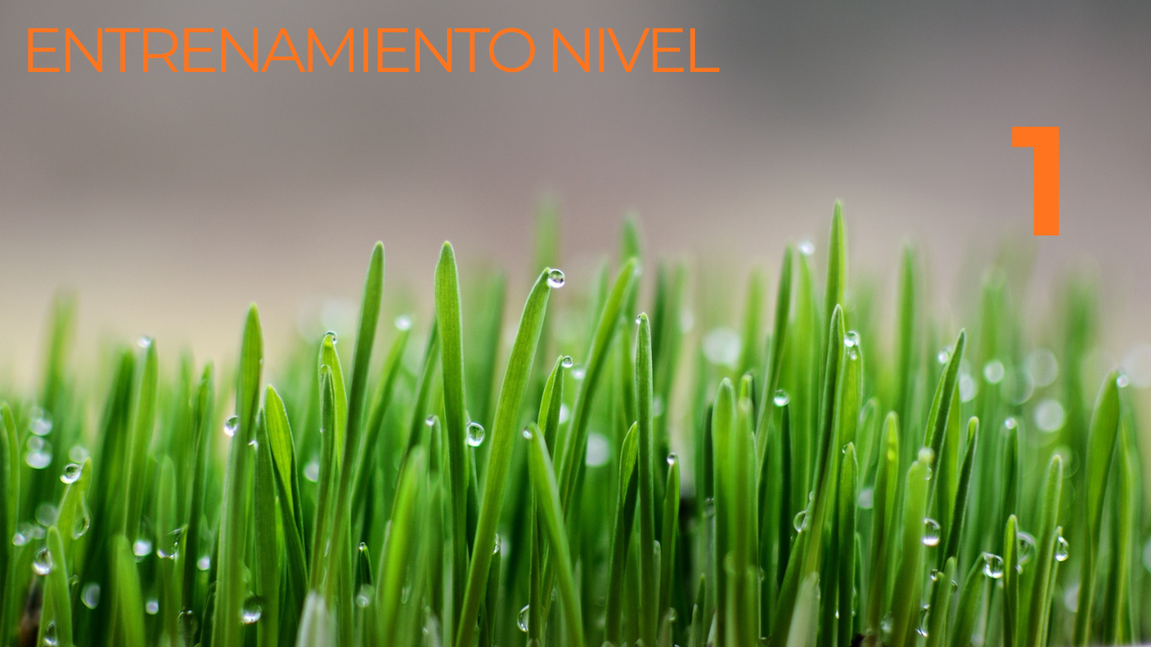 ENTRENAMIENTO NIVEL 1